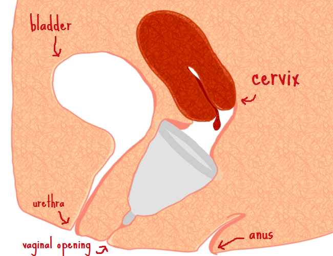 Diagram showing you where the menstrual cup goes